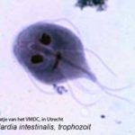 giardia